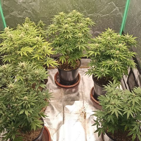 Blueberry Zkittlez Automatic growlog timeline photo