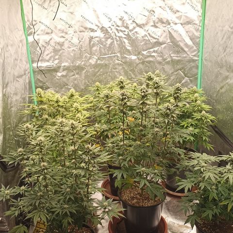 Blueberry Zkittlez Automatic growlog timeline photo