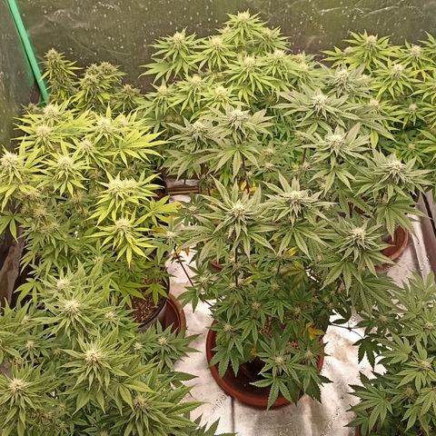 Blueberry Zkittlez Automatic growlog timeline photo