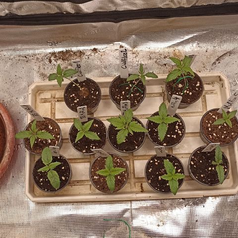 Blueberry Muffin #1 growlog timeline photo