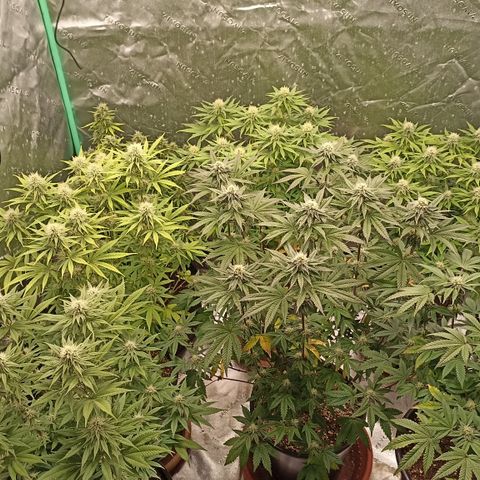 Blueberry Zkittlez Automatic growlog timeline photo
