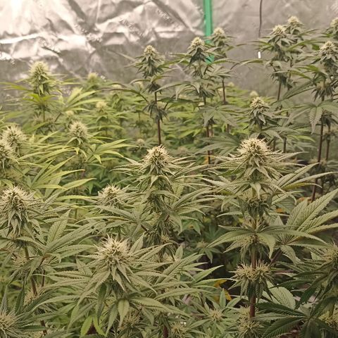 Blueberry Zkittlez Automatic growlog timeline photo