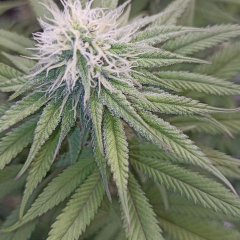 Blueberry Zkittlez Automatic growlog timeline photo
