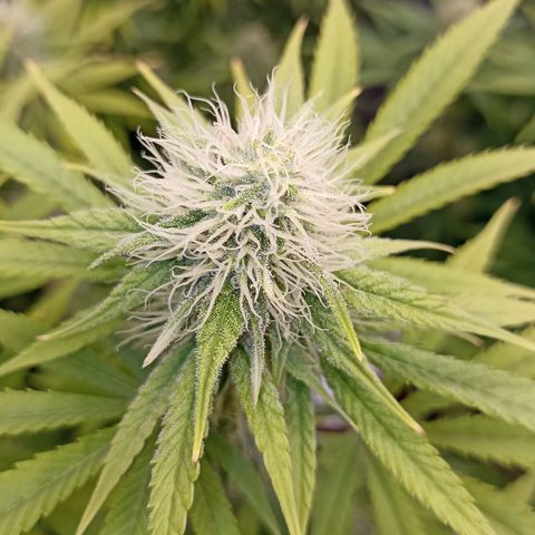 Blueberry Zkittlez Automatic growlog timeline photo