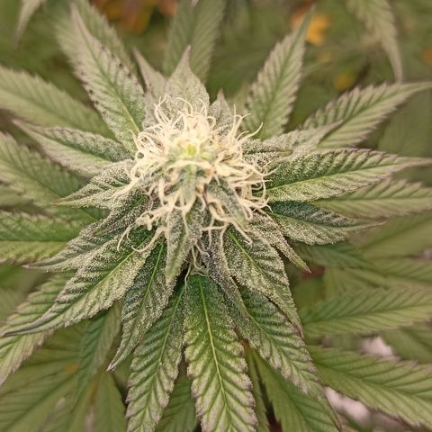 Blueberry Zkittlez Automatic growlog timeline photo