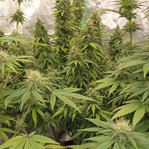 Blueberry Zkittlez Automatic growlog timeline photo