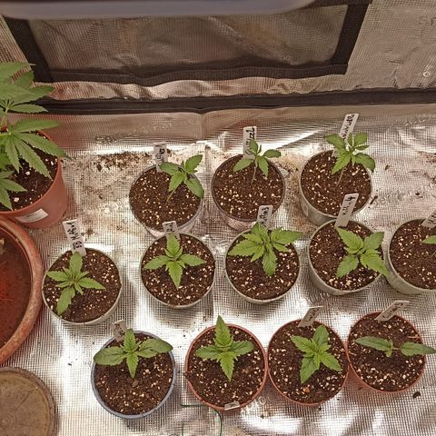 Blueberry Muffin #1 growlog timeline photo