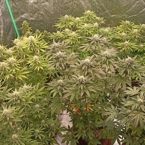 Blueberry Zkittlez Automatic growlog timeline photo