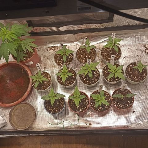 Blueberry Muffin #1 growlog timeline photo
