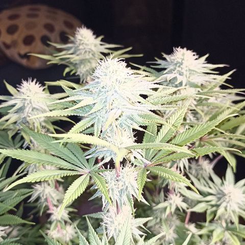 Blueberry Zkittlez Automatic growlog timeline photo