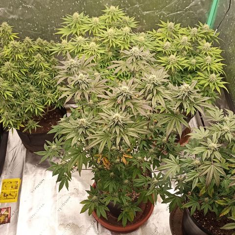 Blueberry Zkittlez Automatic growlog timeline photo