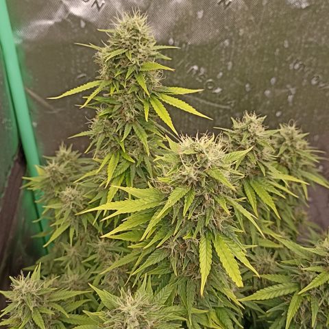 Blueberry Zkittlez Automatic growlog timeline photo