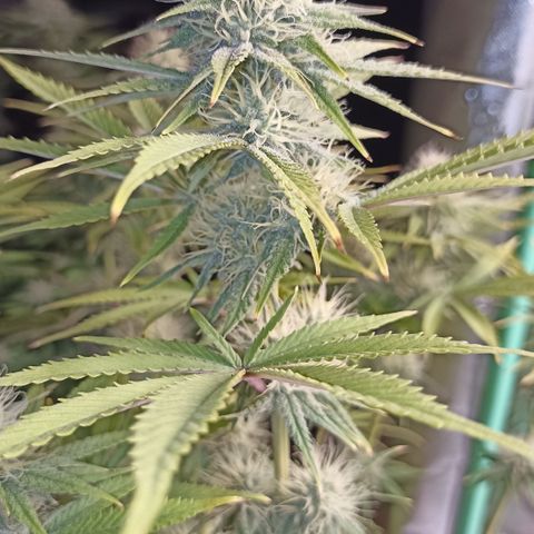 Blueberry Zkittlez Automatic growlog timeline photo