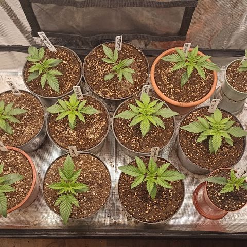 Blueberry Muffin #1 growlog timeline photo