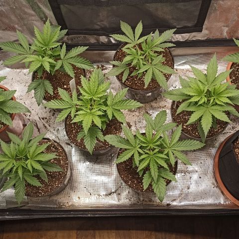 Blueberry Muffin #1 growlog timeline photo