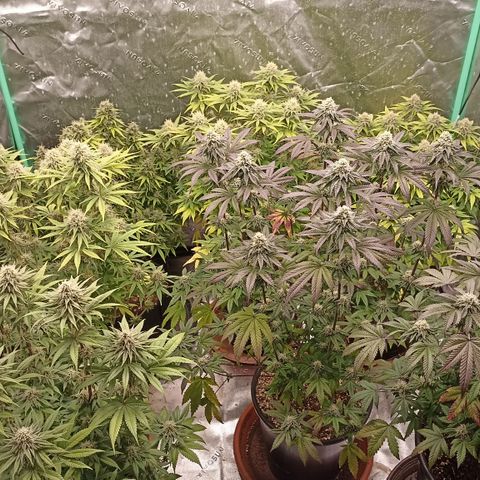 Blueberry Zkittlez Automatic growlog timeline photo