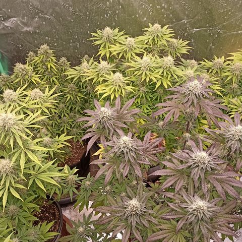 Blueberry Zkittlez Automatic growlog timeline photo