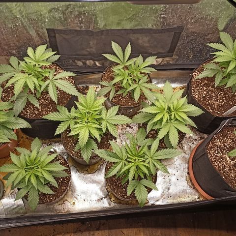 Blueberry Muffin #1 growlog timeline photo