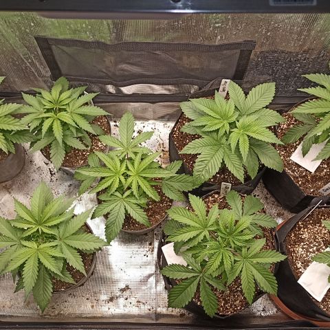 Blueberry Muffin #1 growlog timeline photo