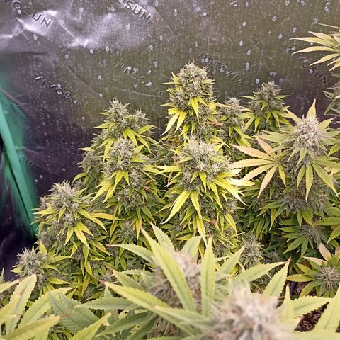 Blueberry Zkittlez Automatic growlog timeline photo