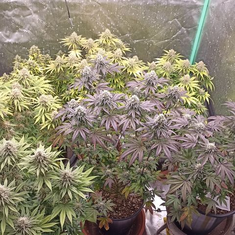 Blueberry Zkittlez Automatic growlog timeline photo