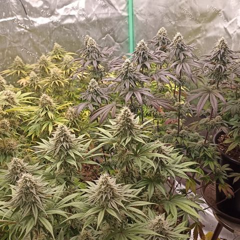 Blueberry Zkittlez Automatic growlog timeline photo