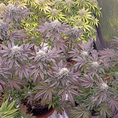 Blueberry Zkittlez Automatic growlog timeline photo