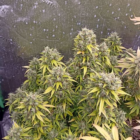 Blueberry Zkittlez Automatic growlog timeline photo