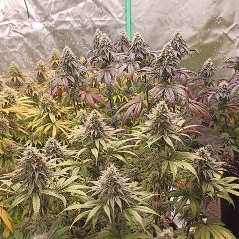 Blueberry Zkittlez Automatic growlog timeline photo
