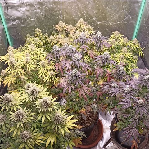 Blueberry Zkittlez Automatic growlog timeline photo