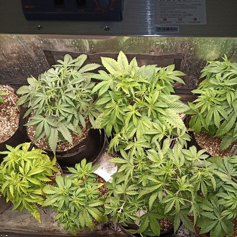 Blueberry Muffin #1 growlog timeline photo