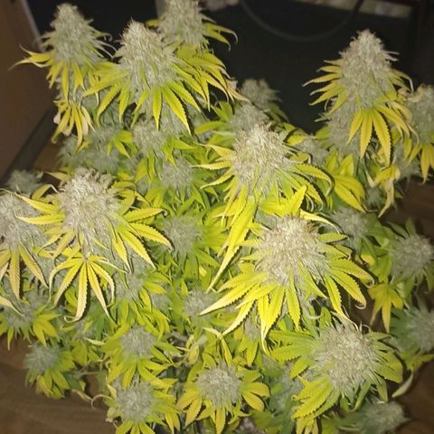 Wappa #1 growlog timeline photo