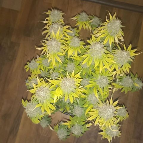 Wappa #1 growlog timeline photo