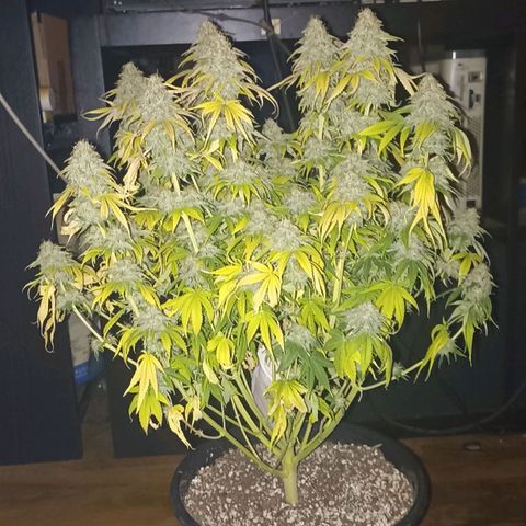 Wappa #1 growlog timeline photo