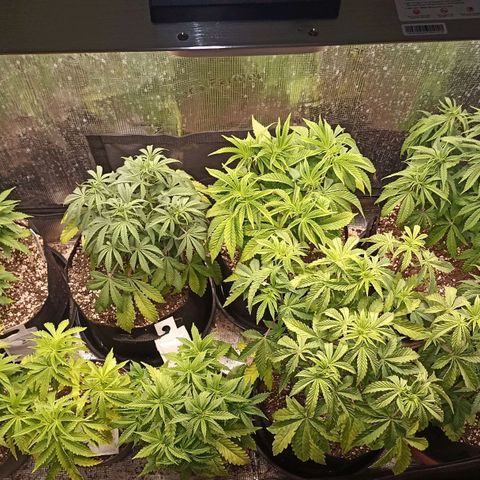 Blueberry Muffin #1 growlog timeline photo