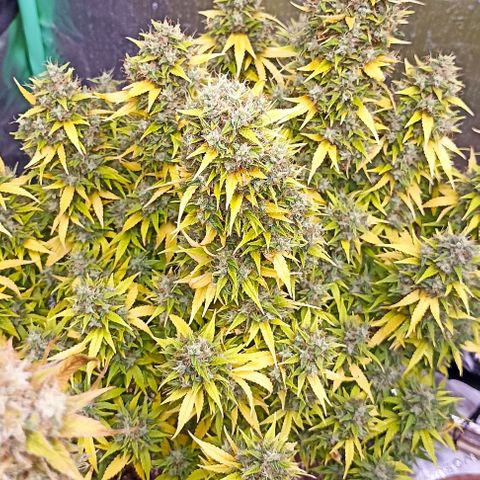 Blueberry Zkittlez Automatic growlog timeline photo