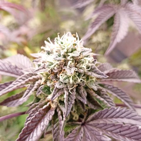 Blueberry Zkittlez Automatic growlog timeline photo
