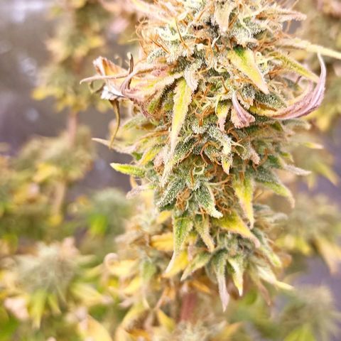 Blueberry Zkittlez Automatic growlog timeline photo