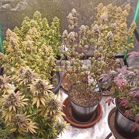 Blueberry Zkittlez Automatic growlog timeline photo