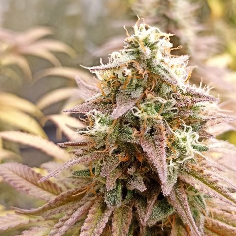 Blueberry Zkittlez Automatic growlog timeline photo