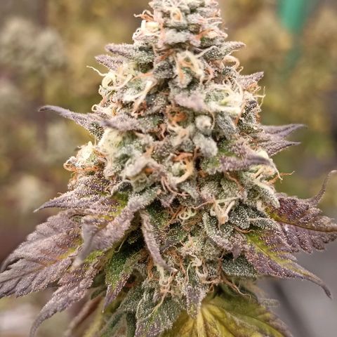 Blueberry Zkittlez Automatic growlog timeline photo