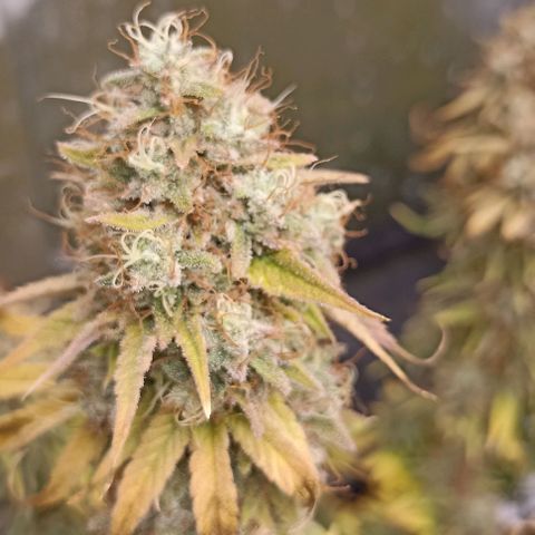 Blueberry Zkittlez Automatic growlog timeline photo