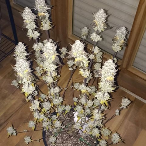 Sunset Paradise #2 growlog timeline photo