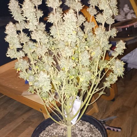 Wappa #2 growlog timeline photo