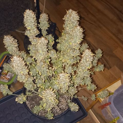 Wappa #2 growlog timeline photo