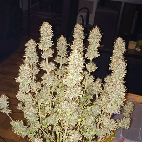 Wappa #2 growlog timeline photo