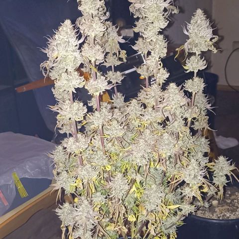 Snack Pack DNA Genetics growlog timeline photo