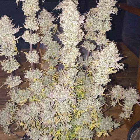 Snack Pack DNA Genetics growlog timeline photo