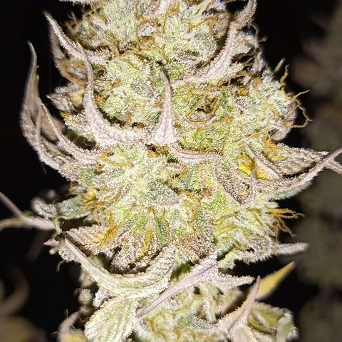 Snack Pack DNA Genetics growlog timeline photo