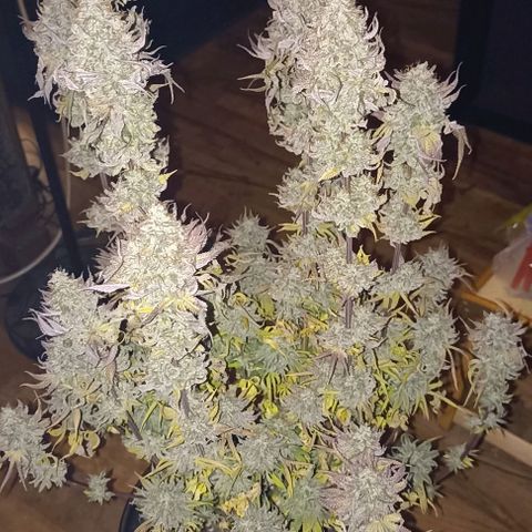 Snack Pack DNA Genetics growlog timeline photo